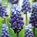 Muscari neglectum - Traubenhyazinthe