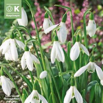 Galanthus elwesii