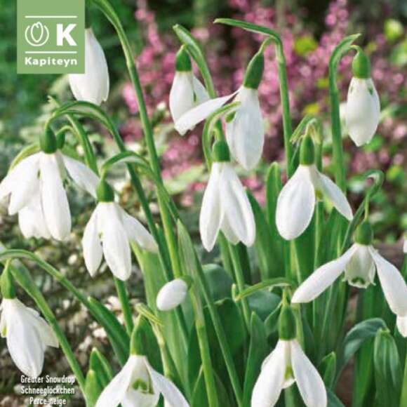 Galanthus elwesii: Bild 1/1 Galanthus elwesii: Bild 1/1