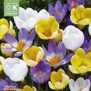 Crocus botanische Mischung - Krokus botanisch
