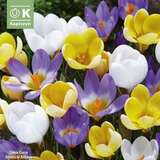 Crocus botanische Mischung - Krokus botanisch
