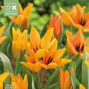 Tulipa praestans Shogun - Botanische Tulpe