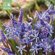 Scilla bifolia: Bild 1/1
