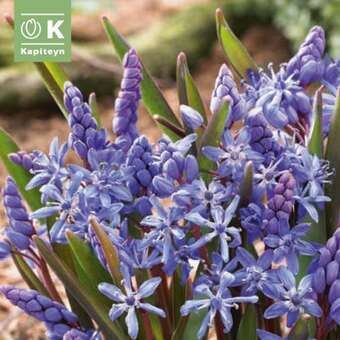 Scilla bifolia