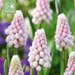Muscari Pink Sunrise: Bild 1/1