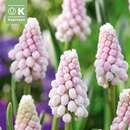 Muscari Pink Sunrise - Traubenhyazinthe