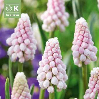 Muscari Pink Sunrise