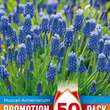 Muscari armeniacum: Bild 1/1
