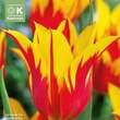 Tulipa Fire Wings: Bild 1/1