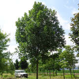 Fraxinus excelsior 'Altena' - Hohe Esche