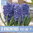 Hyazinthe Blue Star: Bild 1/1