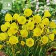 Narcissus Golden Bells: Bild 1/1