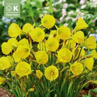 Narcissus Golden Bells