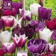 Perfect Combination Tulpen violett weiß: Bild 1/1