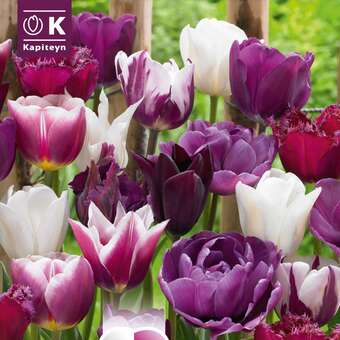 Perfect Combination Tulpen violett weiß