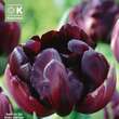 Tulipa Black Hero: Bild 1/1