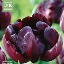 Tulipa Black Hero - Gefülltblütige Tulpe