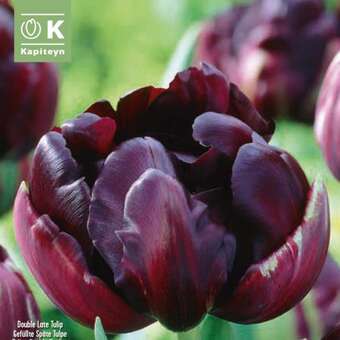 Tulipa Black Hero