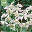 Galanthus flore pleno: Bild 1/1