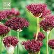 Allium atropurpureum: Bild 1/1