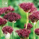 Allium atropurpureum - Zierlauch