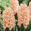 Hyacinthus Bestseller: Bild 1/1