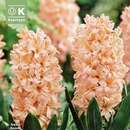 Hyacinthus Bestseller - Hyazinthen