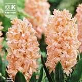 Hyacinthus Bestseller - Hyazinthen