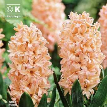 Hyacinthus Bestseller