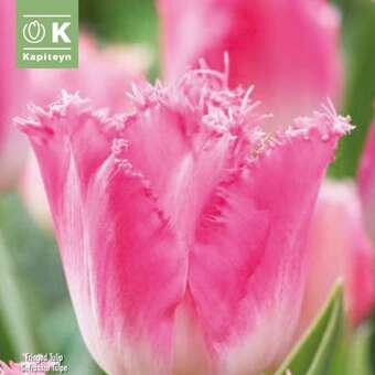Tulipa Fancy Frills