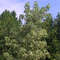 Weißbunter Amberbaum