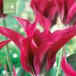 Tulipa Doll's Minuet: Bild 1/1