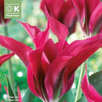 Tulipa Doll's Minuet