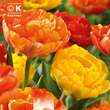 Lovely Combination Tulpen gef. Gelb orange: Bild 1/1