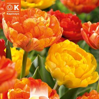 Lovely Combination Tulpen gef. Gelb orange
