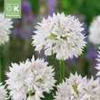 Allium Graceful Beauty: Bild 1/1