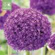 Allium 'Ambassador': Bild 1/1