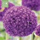 Allium 'Ambassador' - Zierlauch