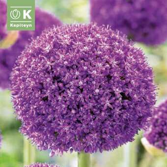 Allium 'Ambassador'