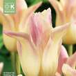 Tulipa Elegant Lady: Bild 1/1