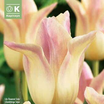 Tulipa Elegant Lady