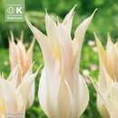Tulpe Johan Cruijff - Lilienblütige Tulpe