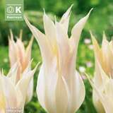 Tulpe Johan Cruijff - Lilienblütige Tulpe