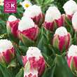 Tulipa Ice Cream: Bild 1/1