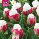 Tulipa Ice Cream - Gefülltblütige Tulpe