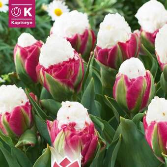 Tulipa Ice Cream