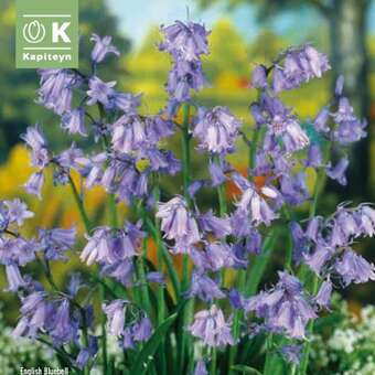 Hyacinthoides non-scripta