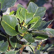Liriodendron tulipifera 'Ardis': Bild 2/2
