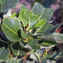 Liriodendron tulipifera 'Ardis' - Tulpenbaum