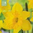 Narcissus Dutch Master: Bild 1/1